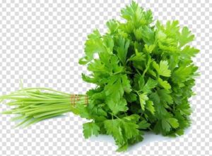 Coriander icon