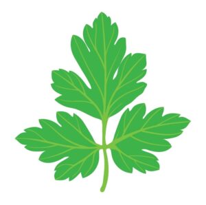 parsley Icon